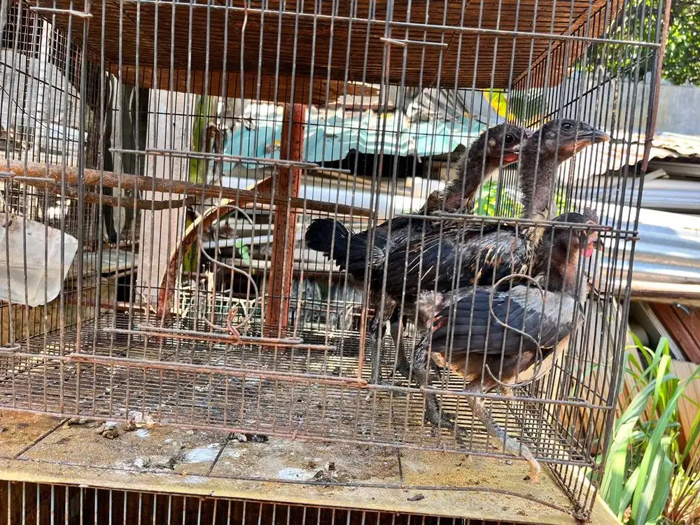 ANAKAN PELUNG SALE