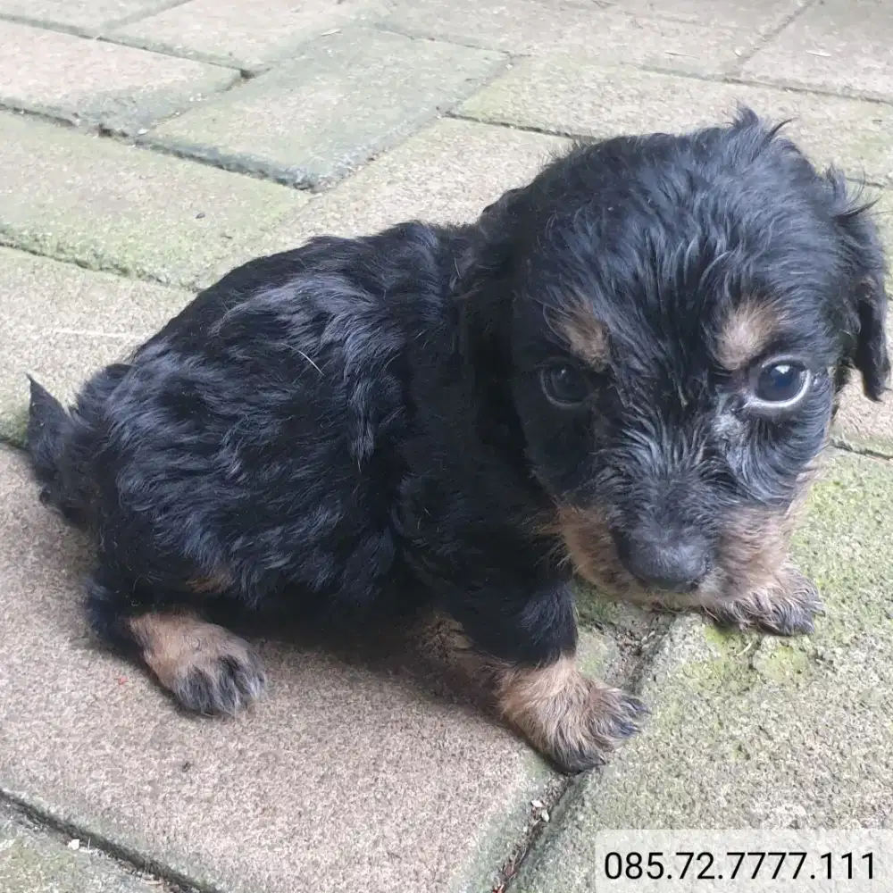 Anak anjing tekel / dachshund longhair, btna, minat srius wa no d foto