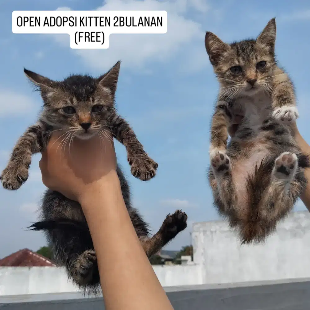 Kitten 2bulan FREE