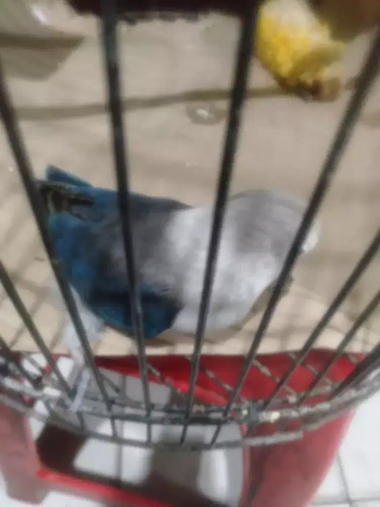 Lovebird blue euwing fC/pf betina dewasa birawi