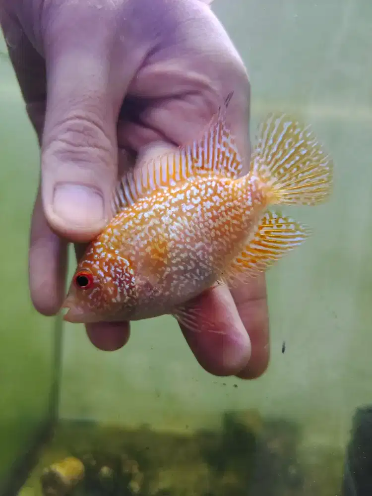 ikan lohan gb cencu goldenbase louhan 5cm warna bagus mutiara shining