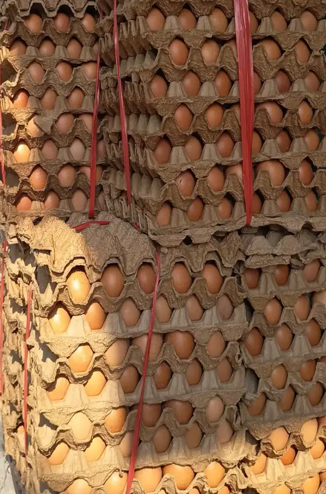 DIJUAL TELOR AYAM NEGERI