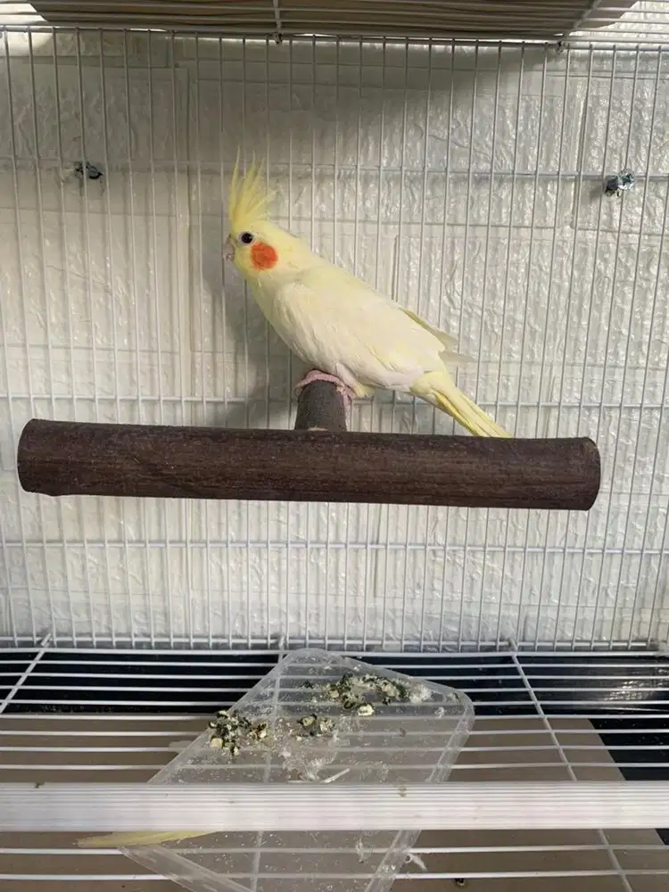 Burung Falk Jinak