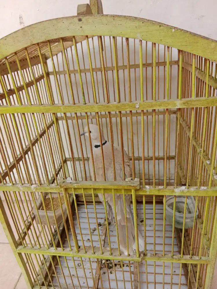 Burung puter pelung