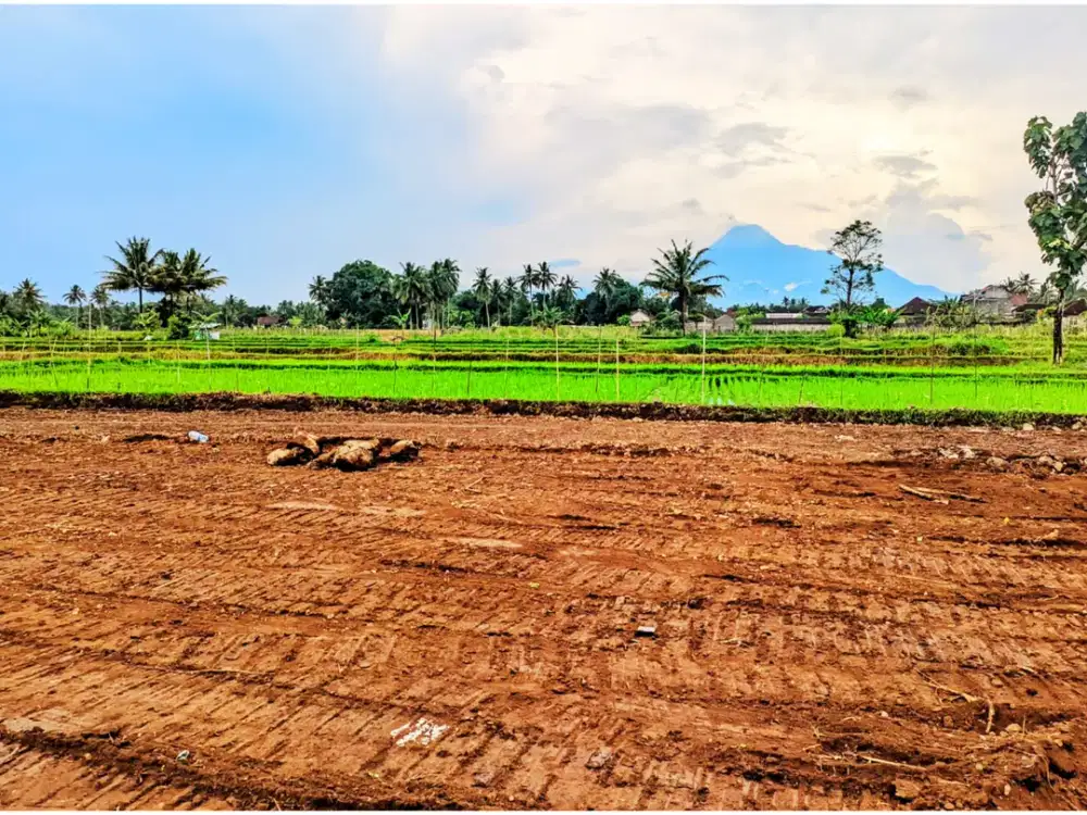 Tanah Pingir Sawah Nyaman Untuk Hunian Di Palagan