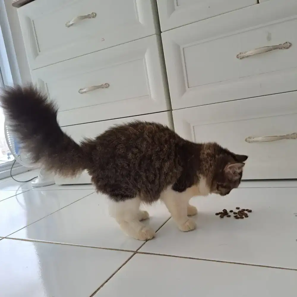 Kucing British Long Hair Betina 5 Bulan