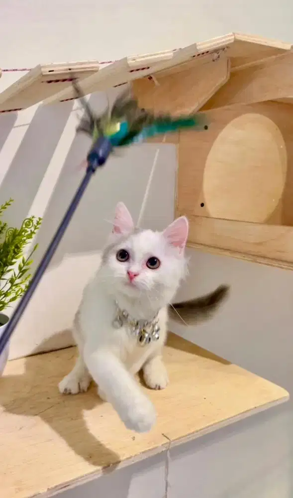 Kucing persia kitten abu putih