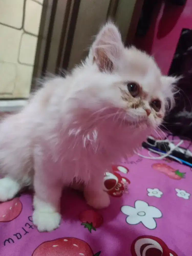 Kitten Persia flatnose betina 3 bulan