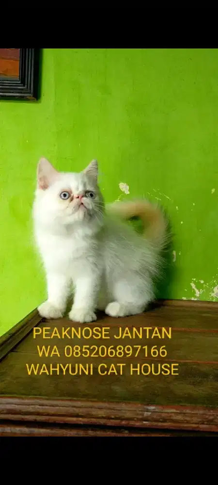 Kitten peaknose