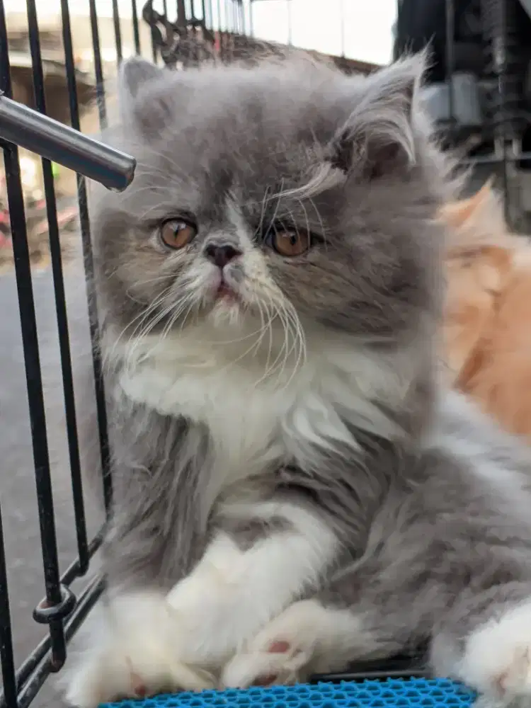 Kucing Peaknose Bulu Super Gembul