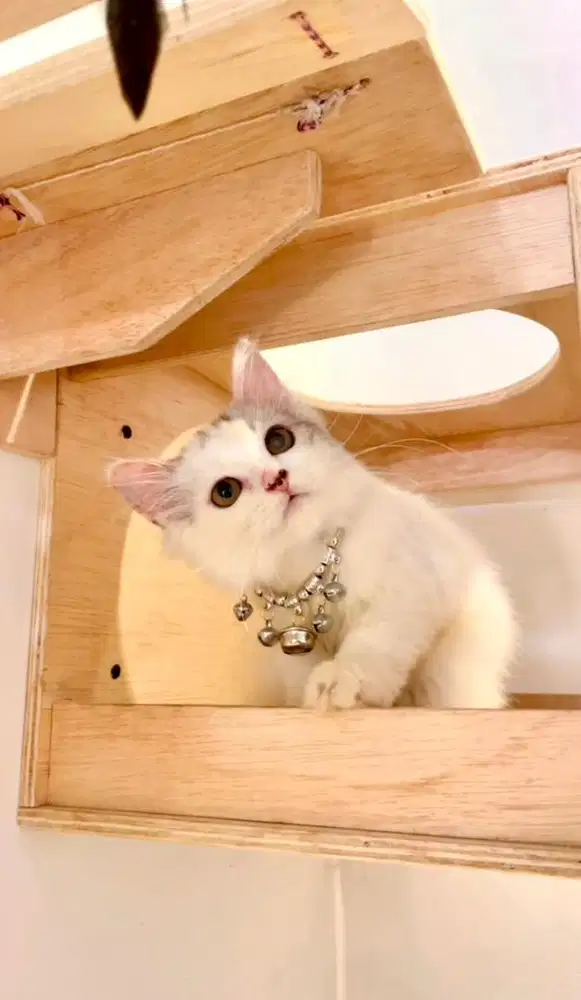 Kucing persia kitten jantan abu putih