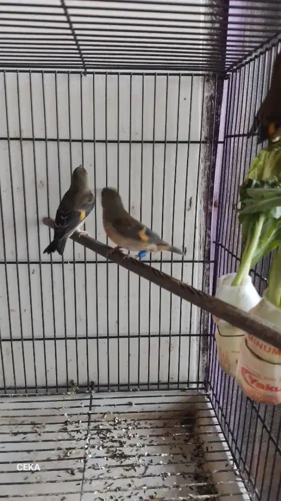 Red siskin klasik 2 pasang / 4 ekor