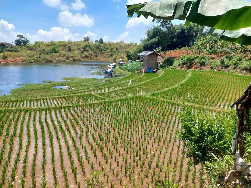 Sawah cibawang cihamerang sumedang