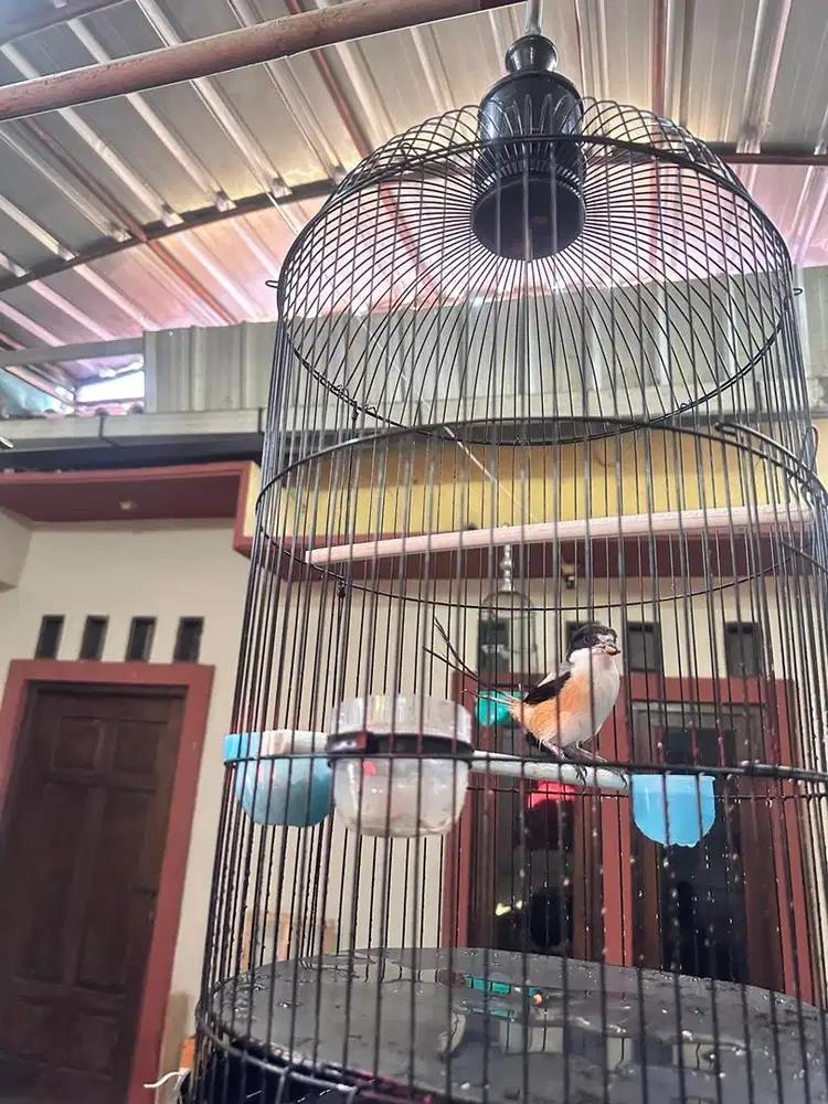 Jual Burung murai pentet jalak suren rio rio