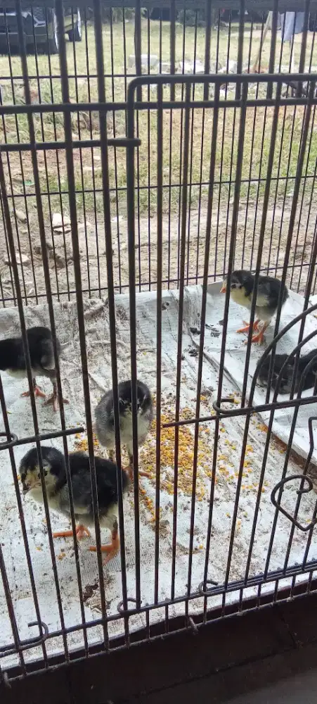 Dijual biang sama pitiknya