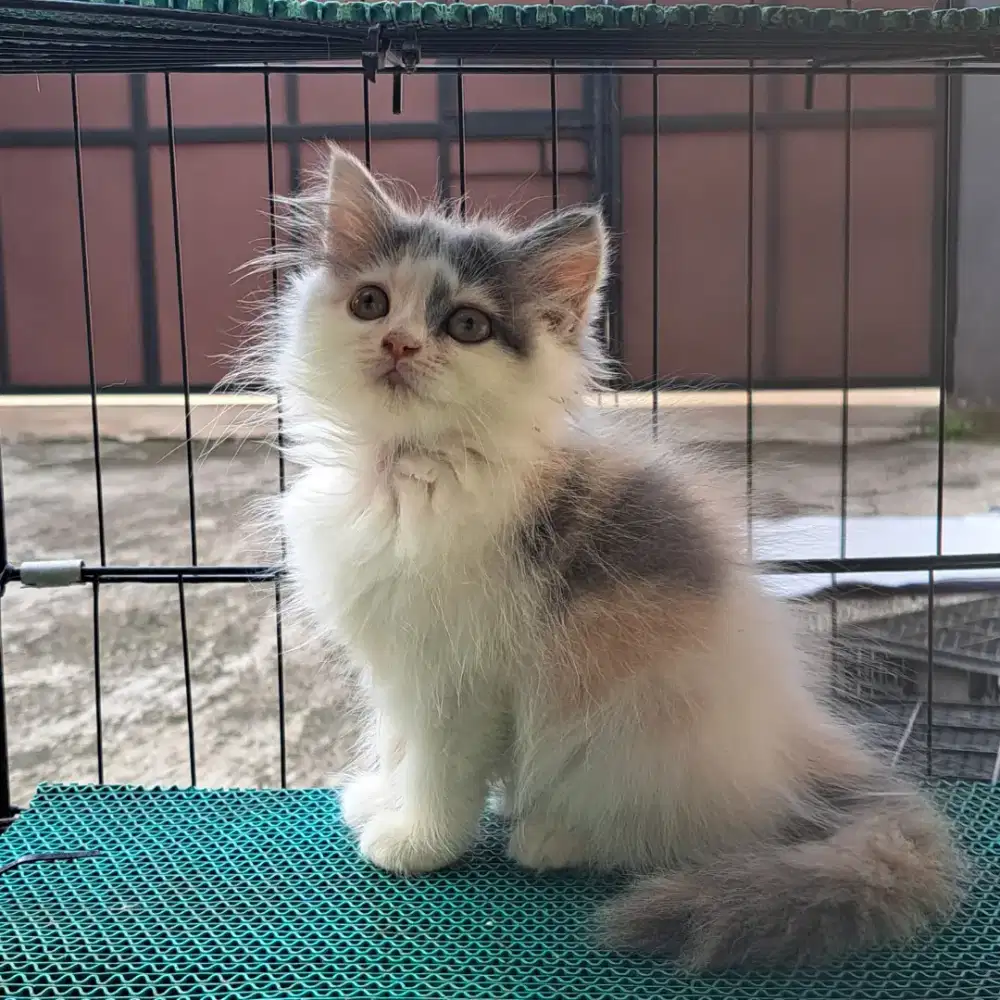Kitten Persia Flatnose Calico 3 Bulan