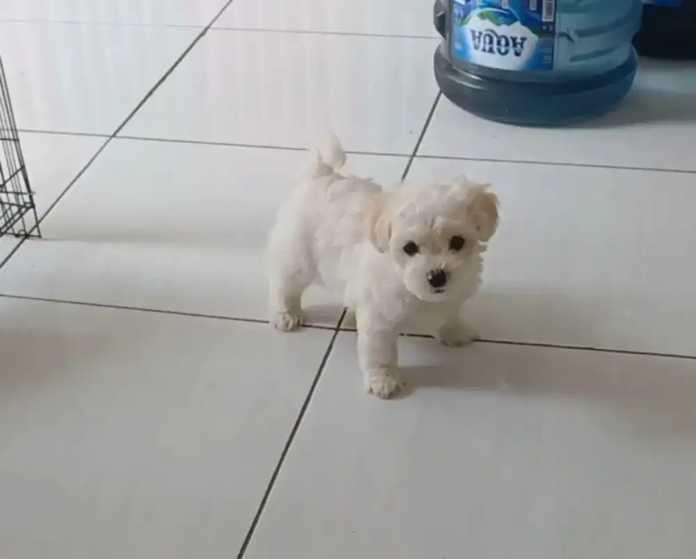Anak anjing maltipo