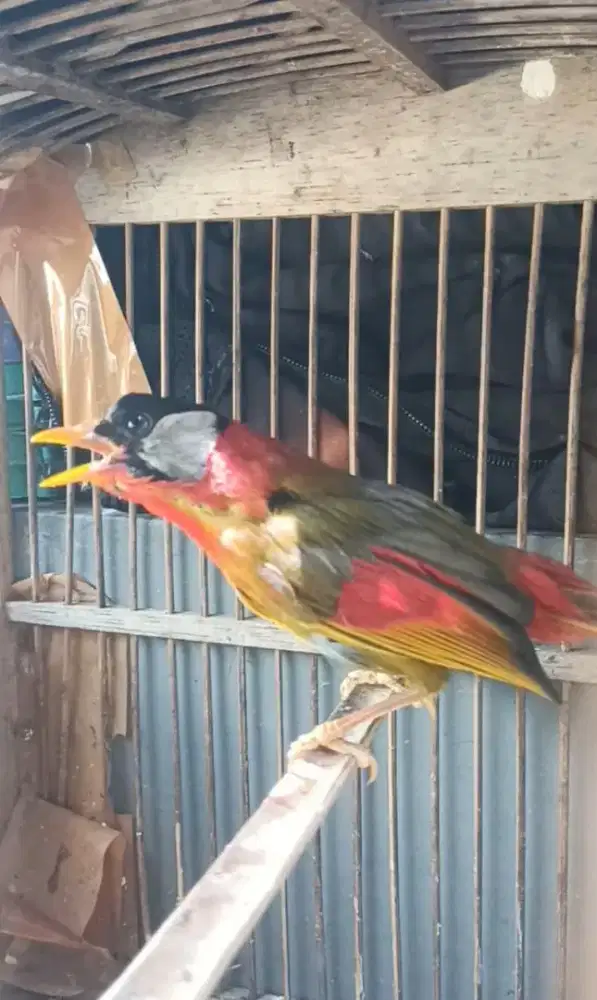 Burung pancawarna