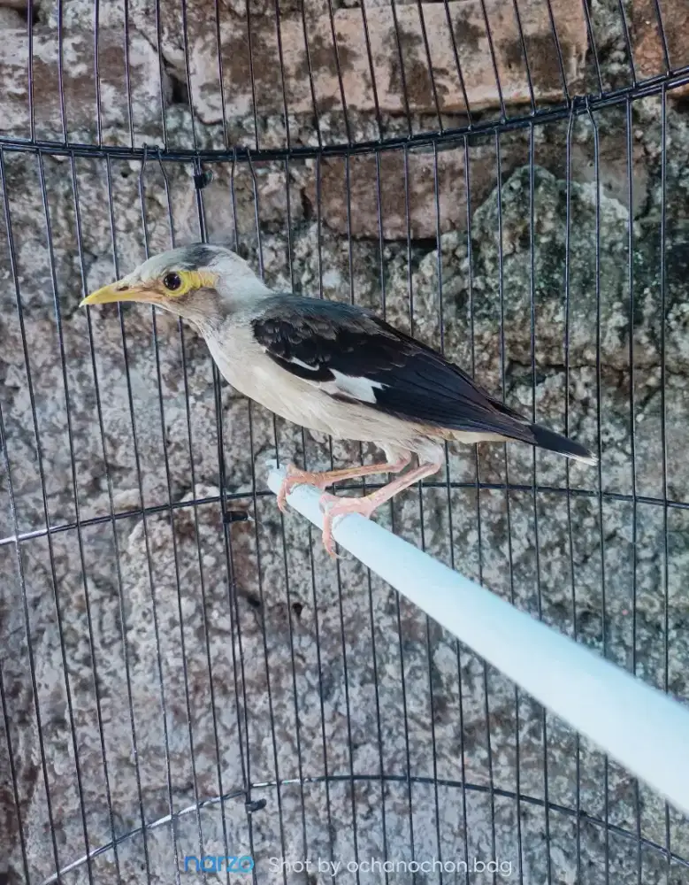 Anakan Jalal hybird