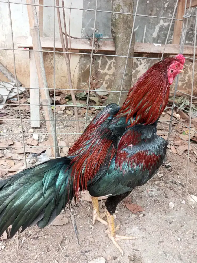 Ayam bangkok tehnik, pukul saraf
