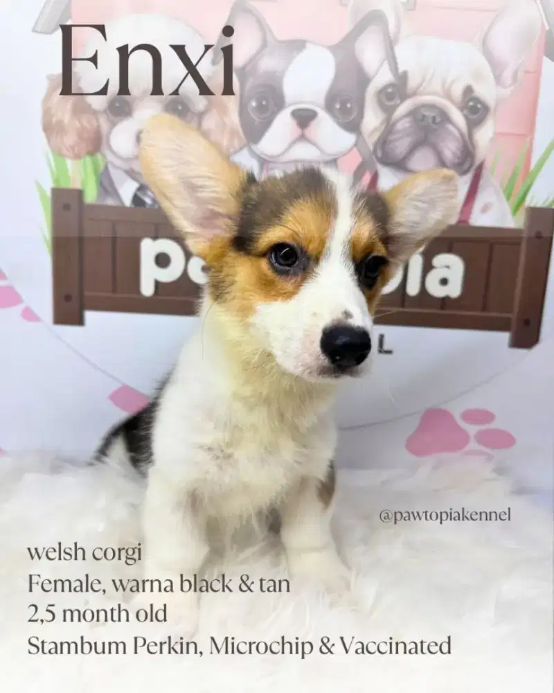 Welsh Corgi Short Hair