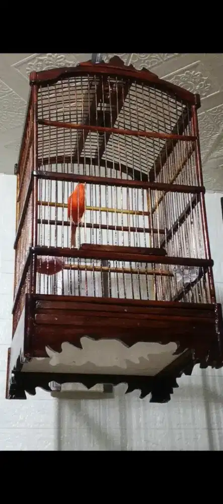Kenari merlok gacor