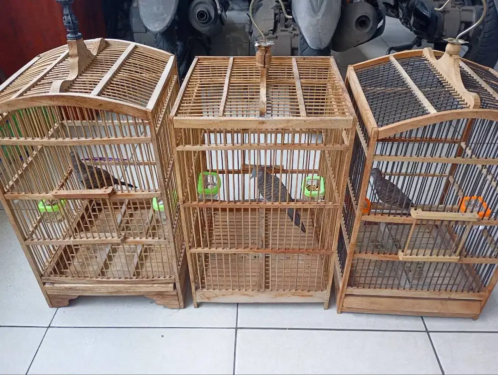 dijual 3ekor perkutut plus kandang 150rb
