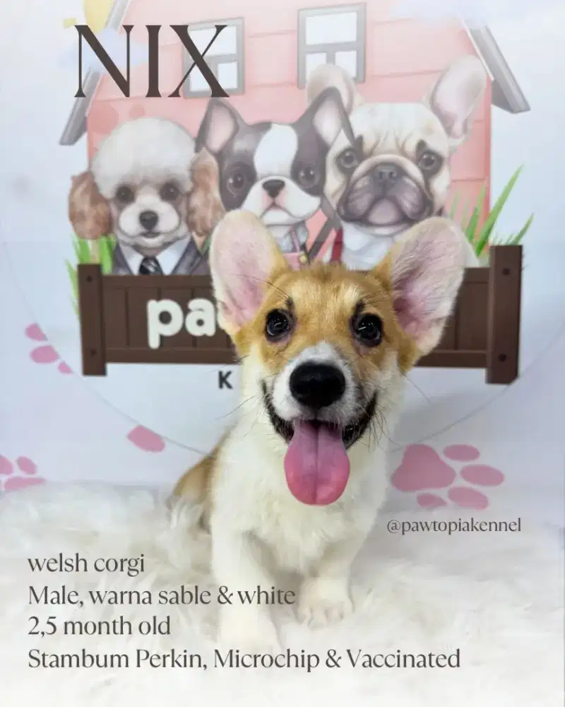 Corgi Short Hair