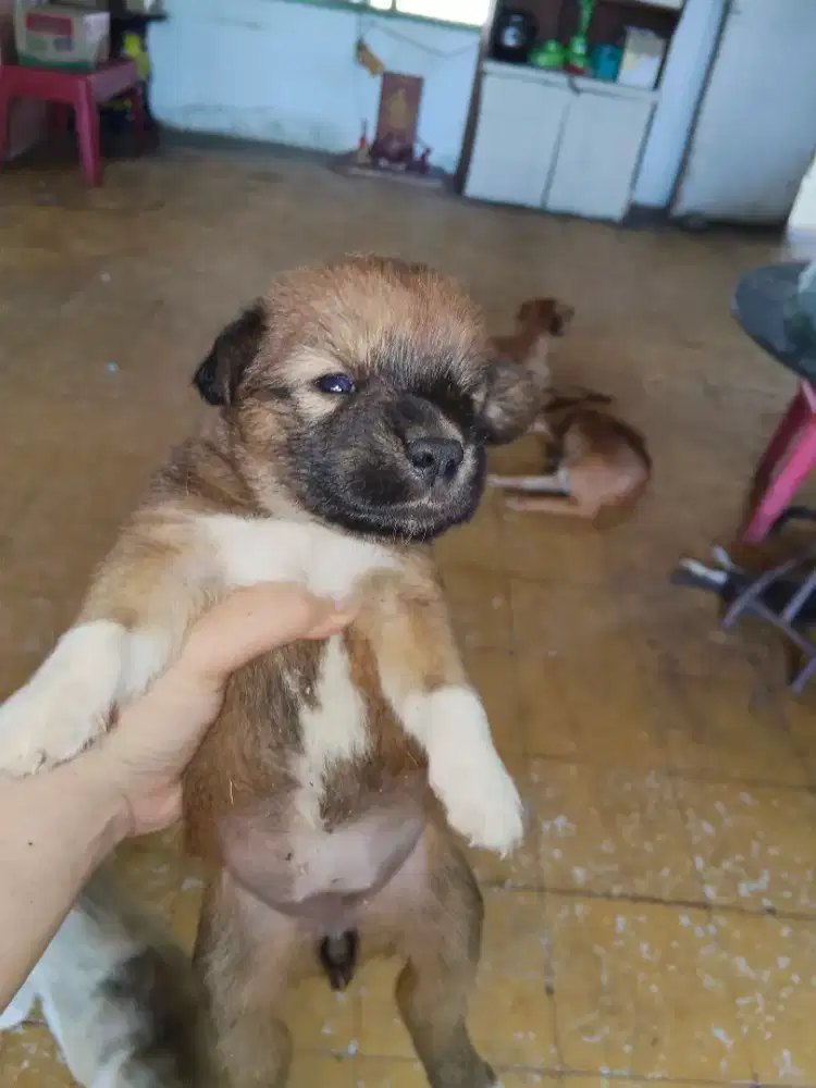 Anak anjing lucu sehat