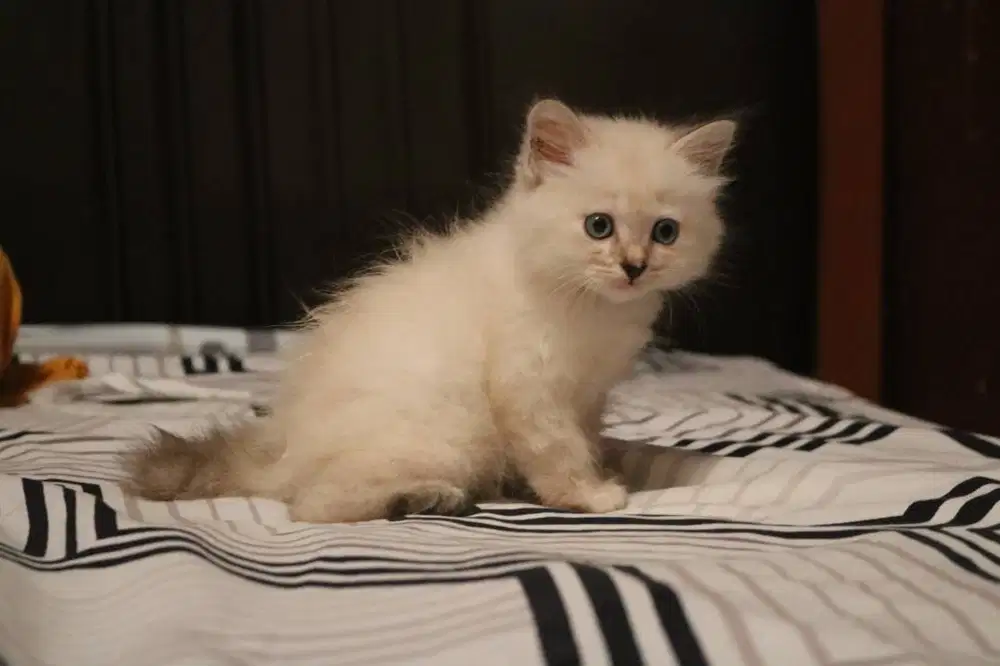 Persia, Bulu Kapas, Mata Biru