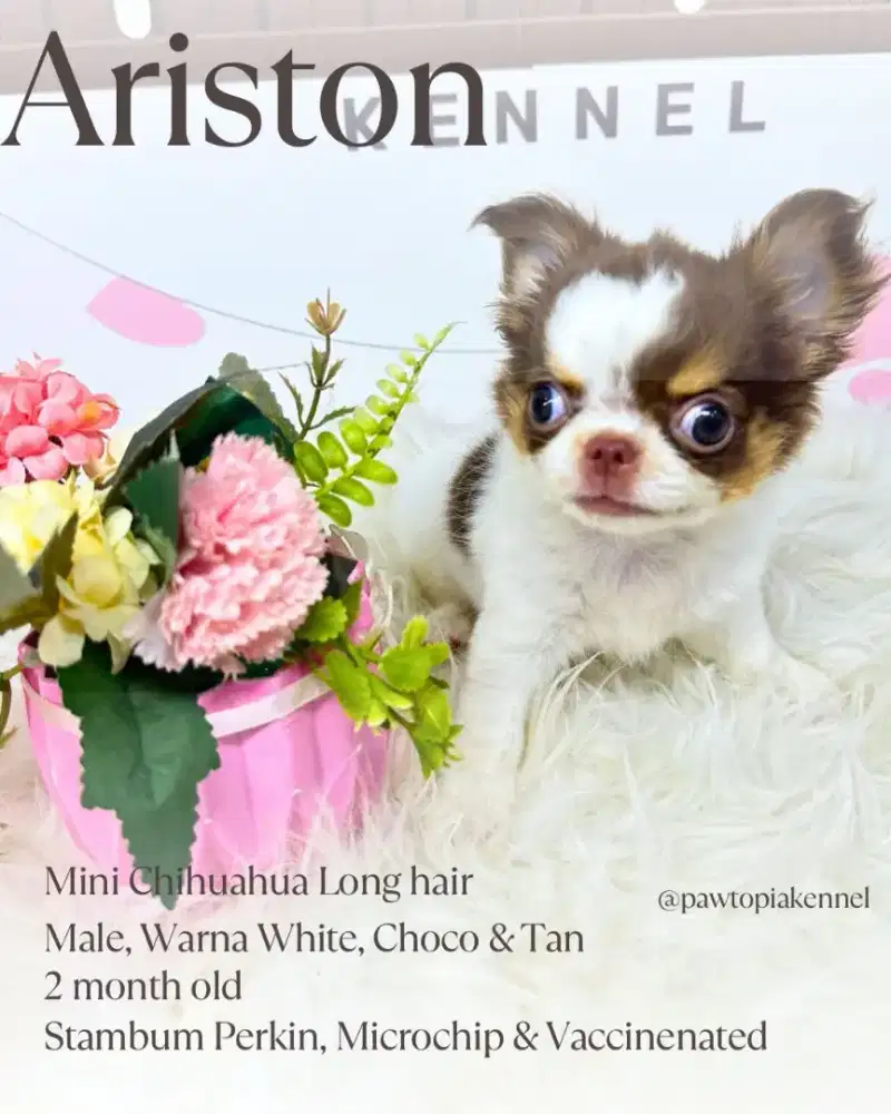 Mini Chihuahua Long Hair