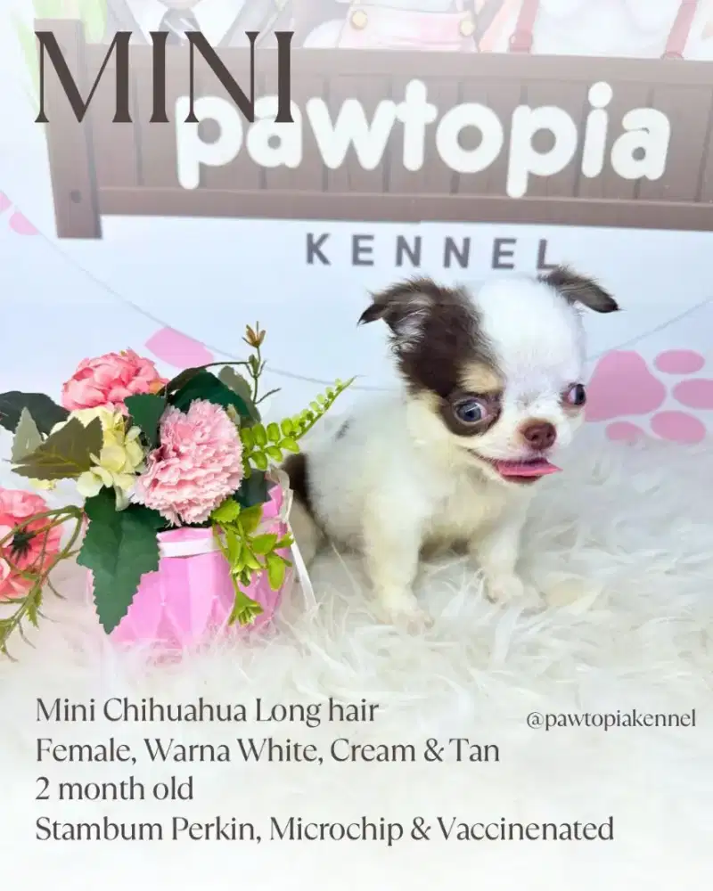 Mini Chihuahua Long Hair