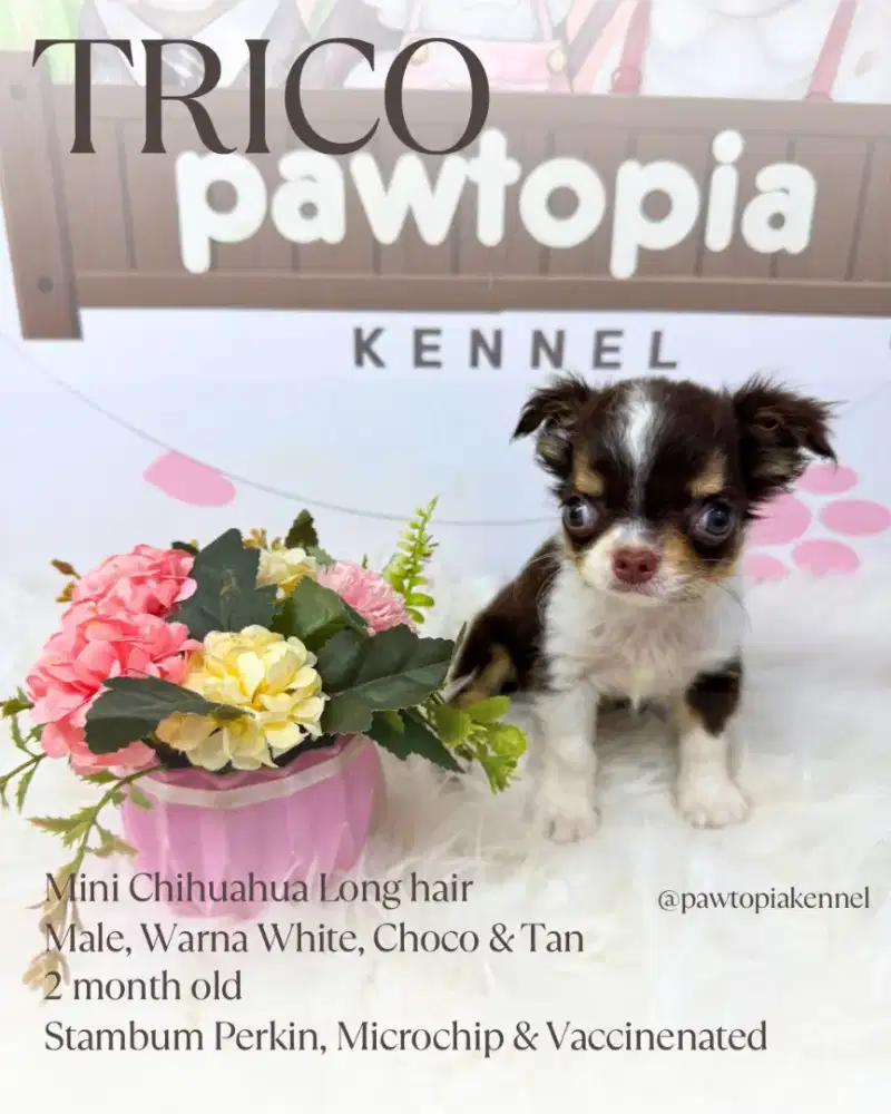 Mini Chihuahua Long Hair