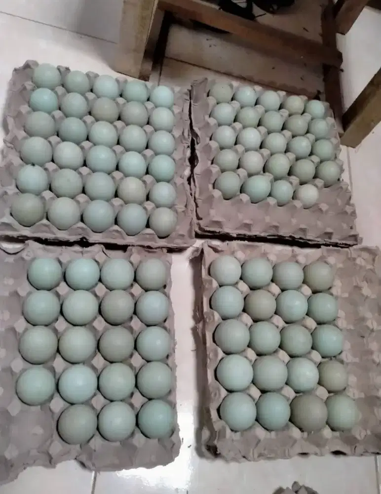 Telur bebek super
