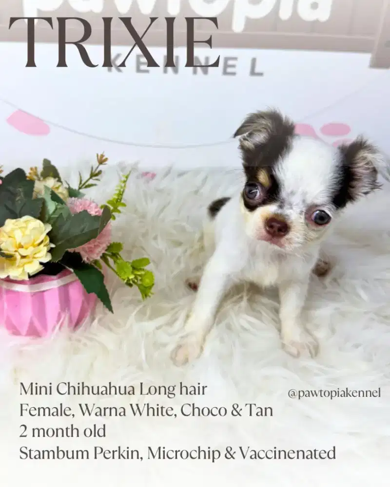 Mini Chihuahua Long Hair