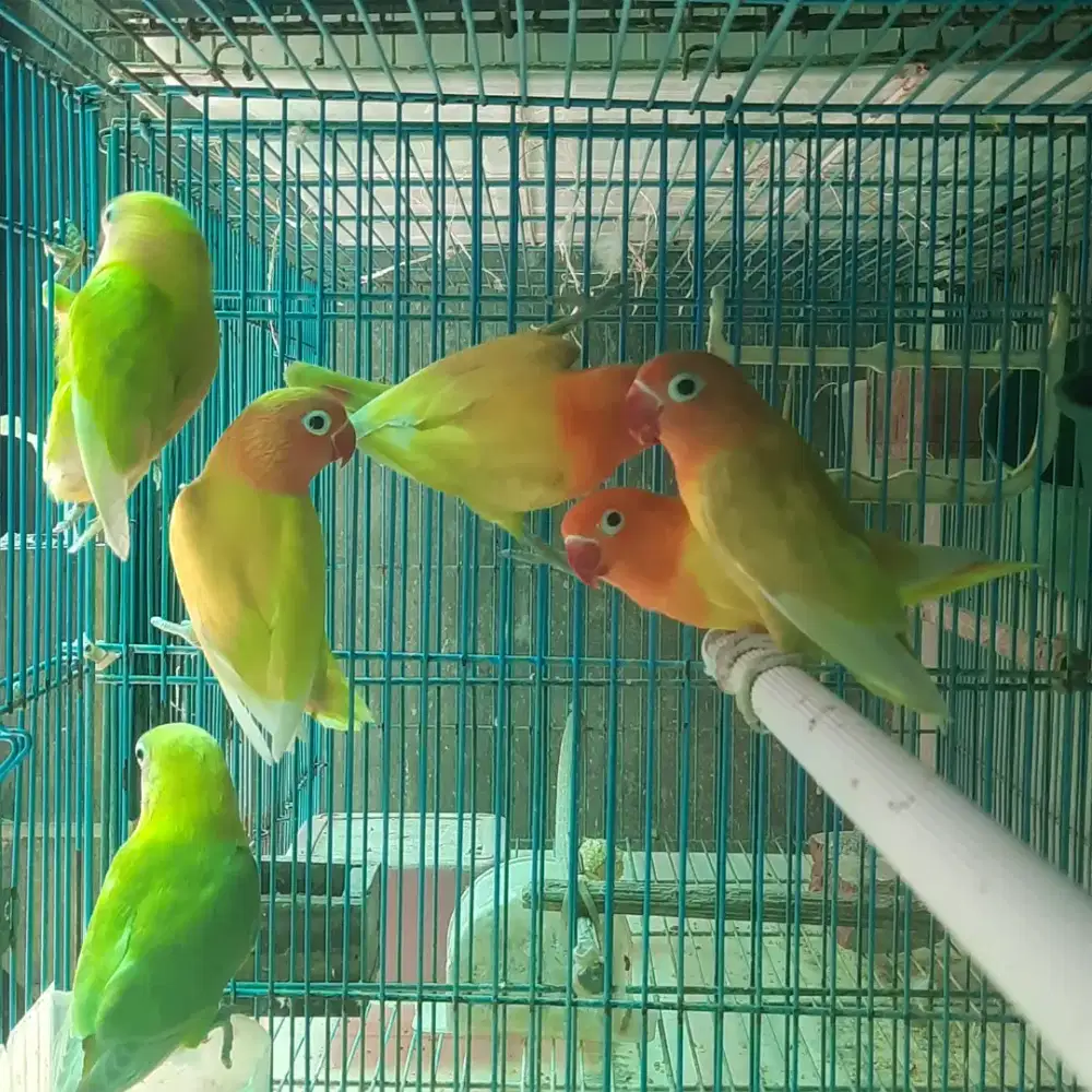 Lovebird paud pastel hijau & kuning