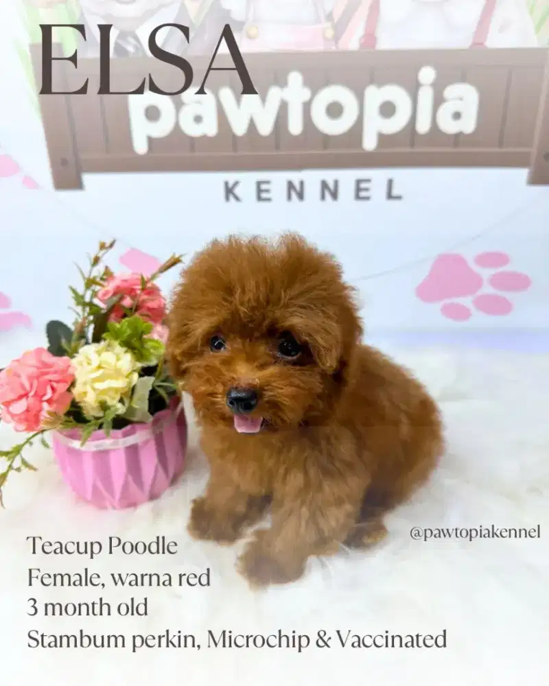 Teacup Red Poodle