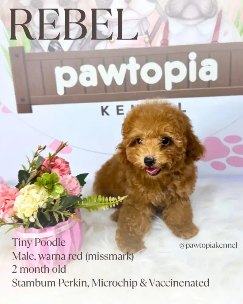 Tiny Poodle STB