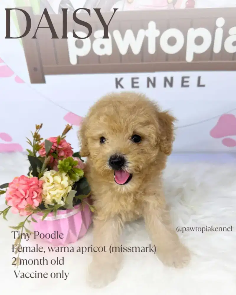 Tiny Poodle Apricot