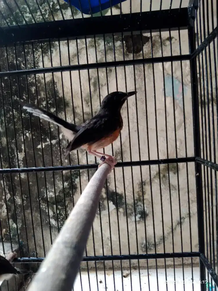 Murai trotol jantan