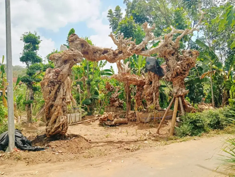 Pohon kamboja fosil
