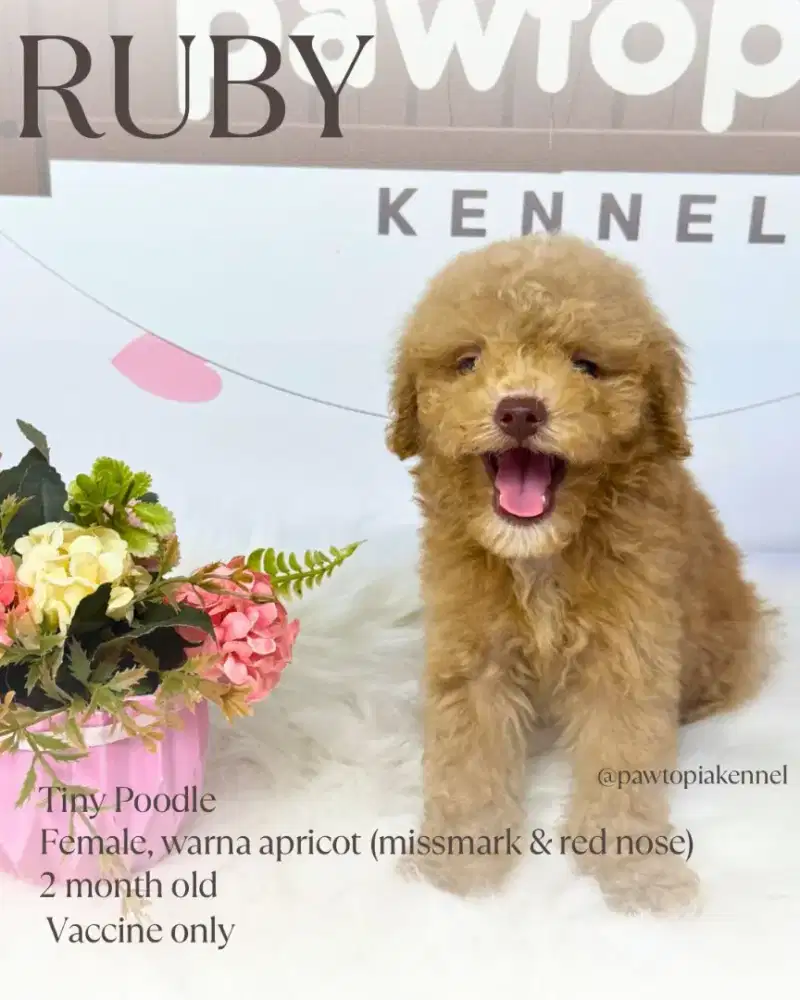 Tiny Poodle Red Nose