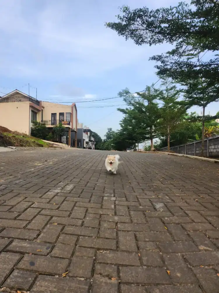 Puppy's Pomarian
