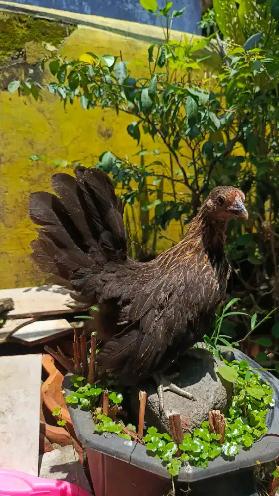 ayam Kate muda unik