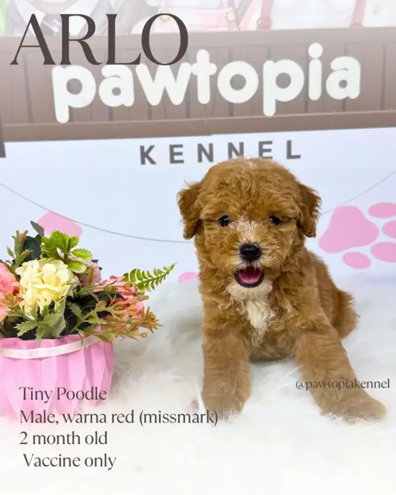 Tiny Red Poodle