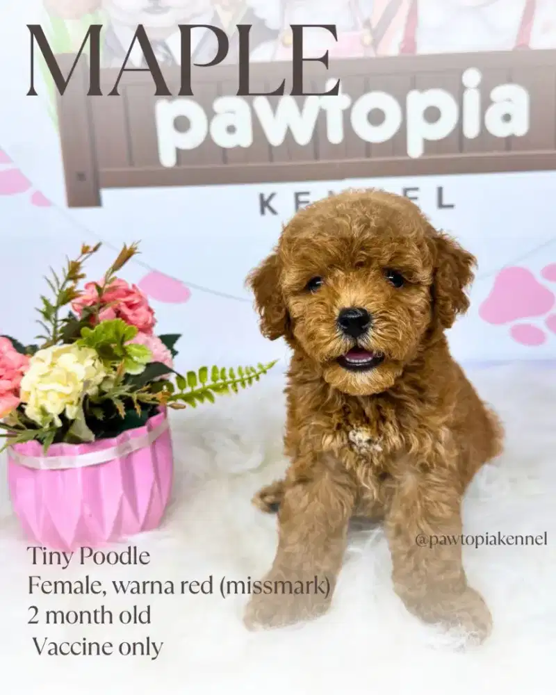 Tiny Red Poodle