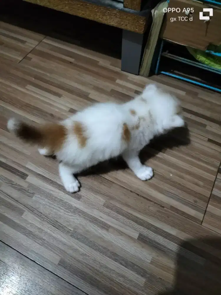 Kucing kawinan anggora/persia