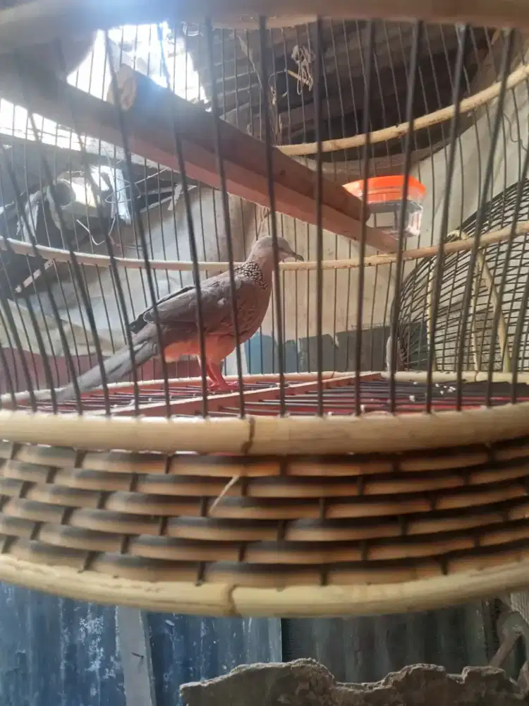 Tekukur kuk 4 gacor dor manggung