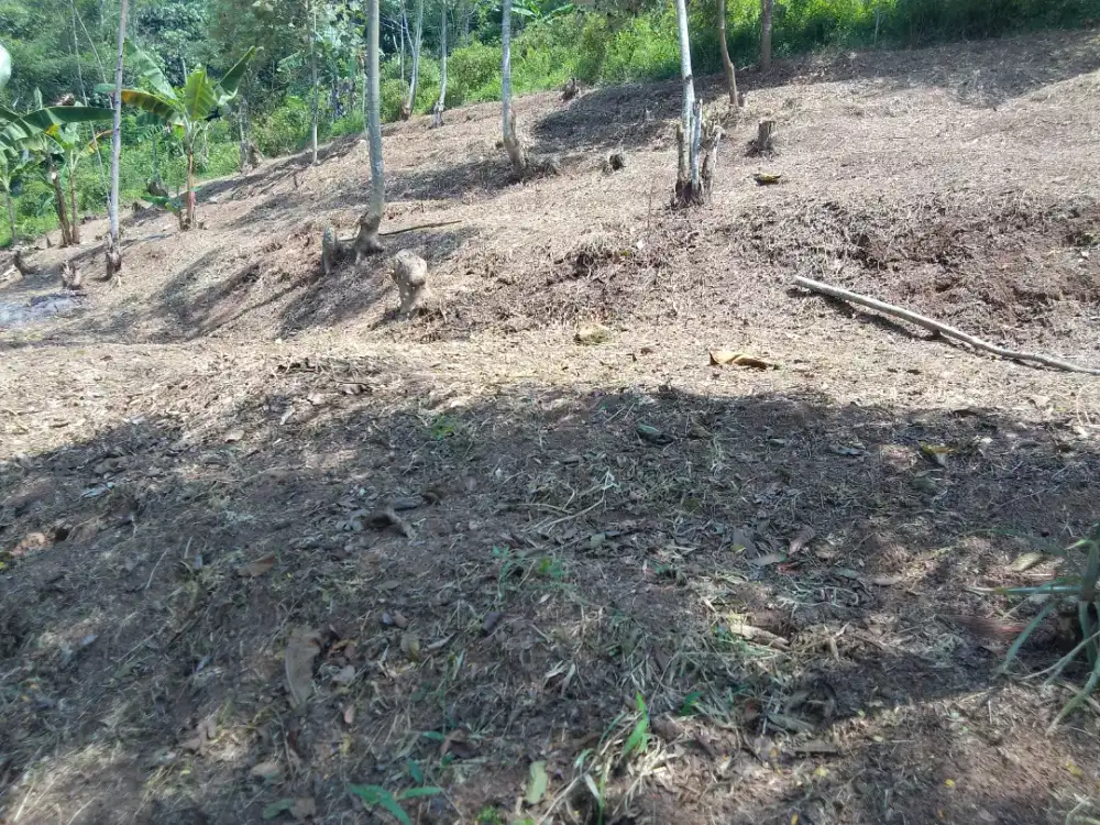 DIJUAL CEPAT KEBUN & SAWAH