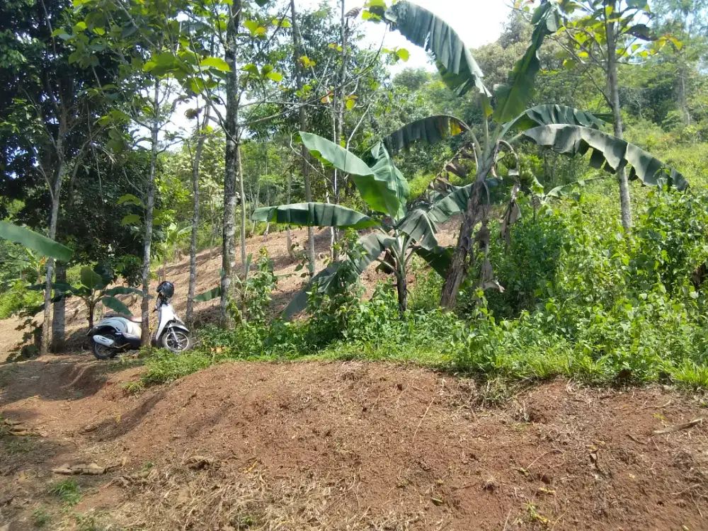 DIJUAL CEPAT KEBUN & SAWAH